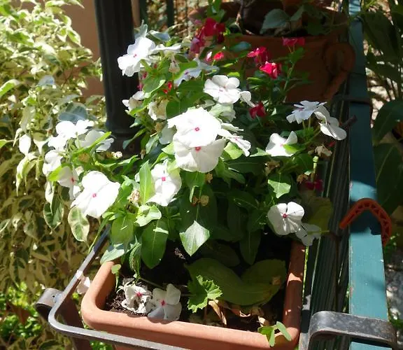 Giulia לינה וארוחת בוקר 3*