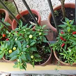 Bed & Breakfast Giulia Taormina